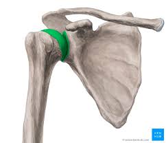 <p>shoulder ball and socket joint</p>