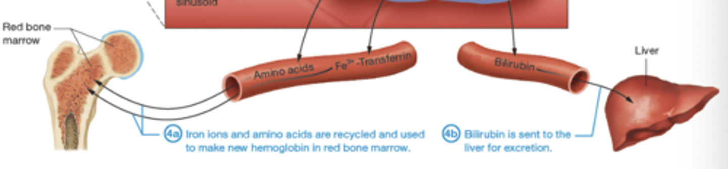 <p>iron ions and amino acids recycled for new hemoglobin; bilirubin sent to liver for excretion</p>