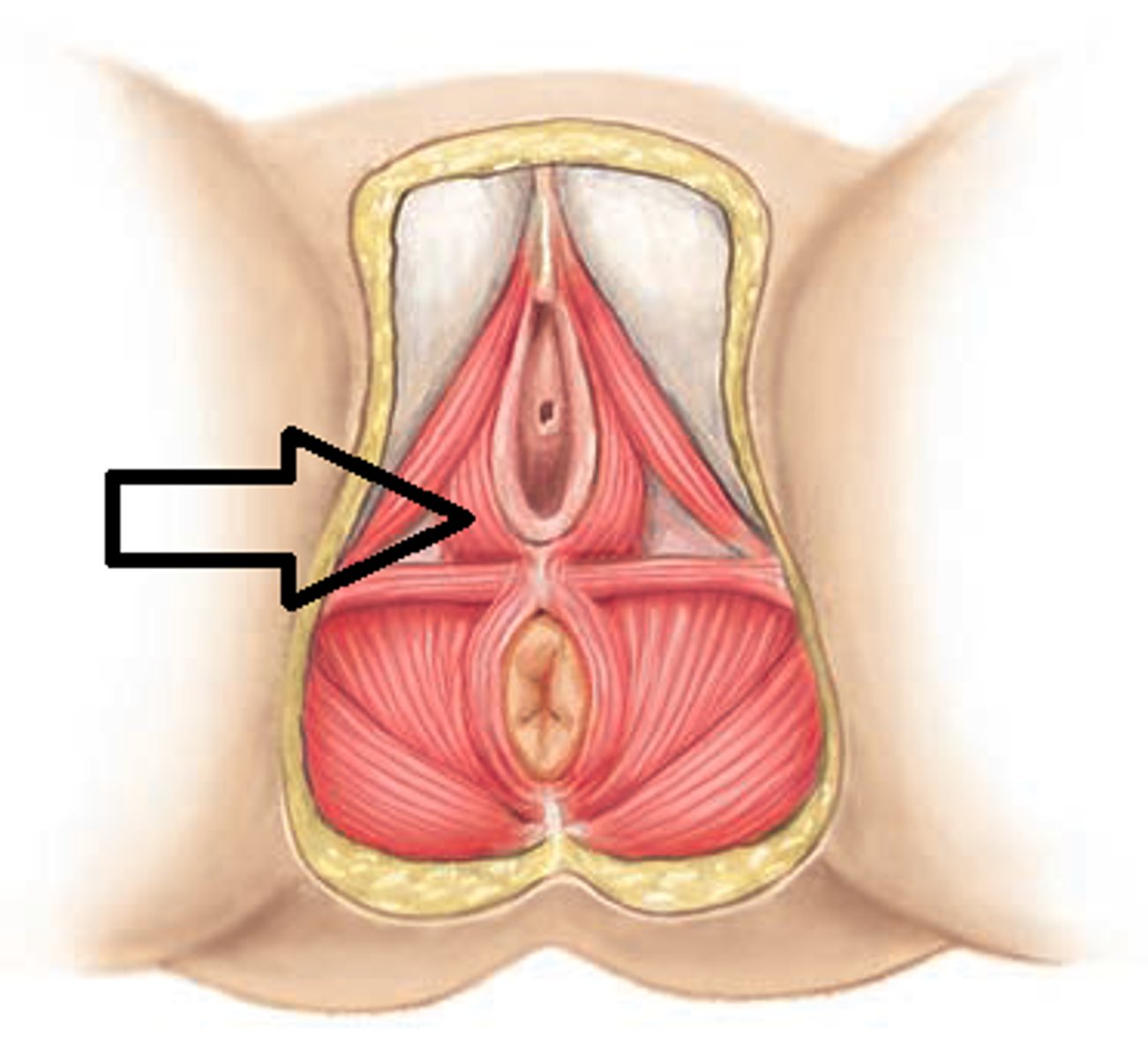 <p>What pelvic floor muscle is this, and what is its action (female)</p>