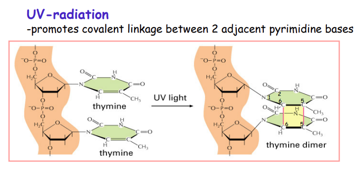 <ul><li><p>autosomal recessive</p></li><li><p>skin cancer risk higher</p></li><li><p>CANT REPAIR DNA AFTER UV DAMAGE (sensitive to sun)</p><ul><li><p>due to no excision repair ( 7 genes, jusy one needs to be mutated!)</p></li></ul></li></ul>