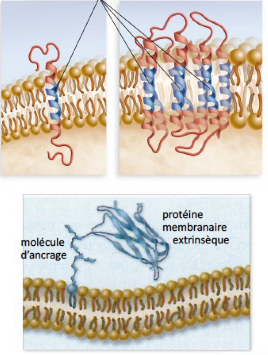 <p>Protéines transmembranaires:</p><ul><li><p>traversent la membrane</p></li><li><p>possèdent un ou plusieurs domaine transmembranaire, constitué d’acides aminés apolaires (hydrophobes), retenu à l’intérieur de la bicouche lipidique </p></li><li><p>les extrémités polaires de la protéine font saillie de part et d’autre de la membrane</p><p></p></li></ul><p>Protéines membranaires extrinsèques</p><ul><li><p>attachées à la membrane par des molécules d’ancrage qui s’associent aux phospholipides</p></li><li><p>les molécules d’ancrage sont des lipides modifiés attachés d’une part à la protéine (lipoprotéine) et insérés d’autre part dans la membrane</p></li></ul><p></p>