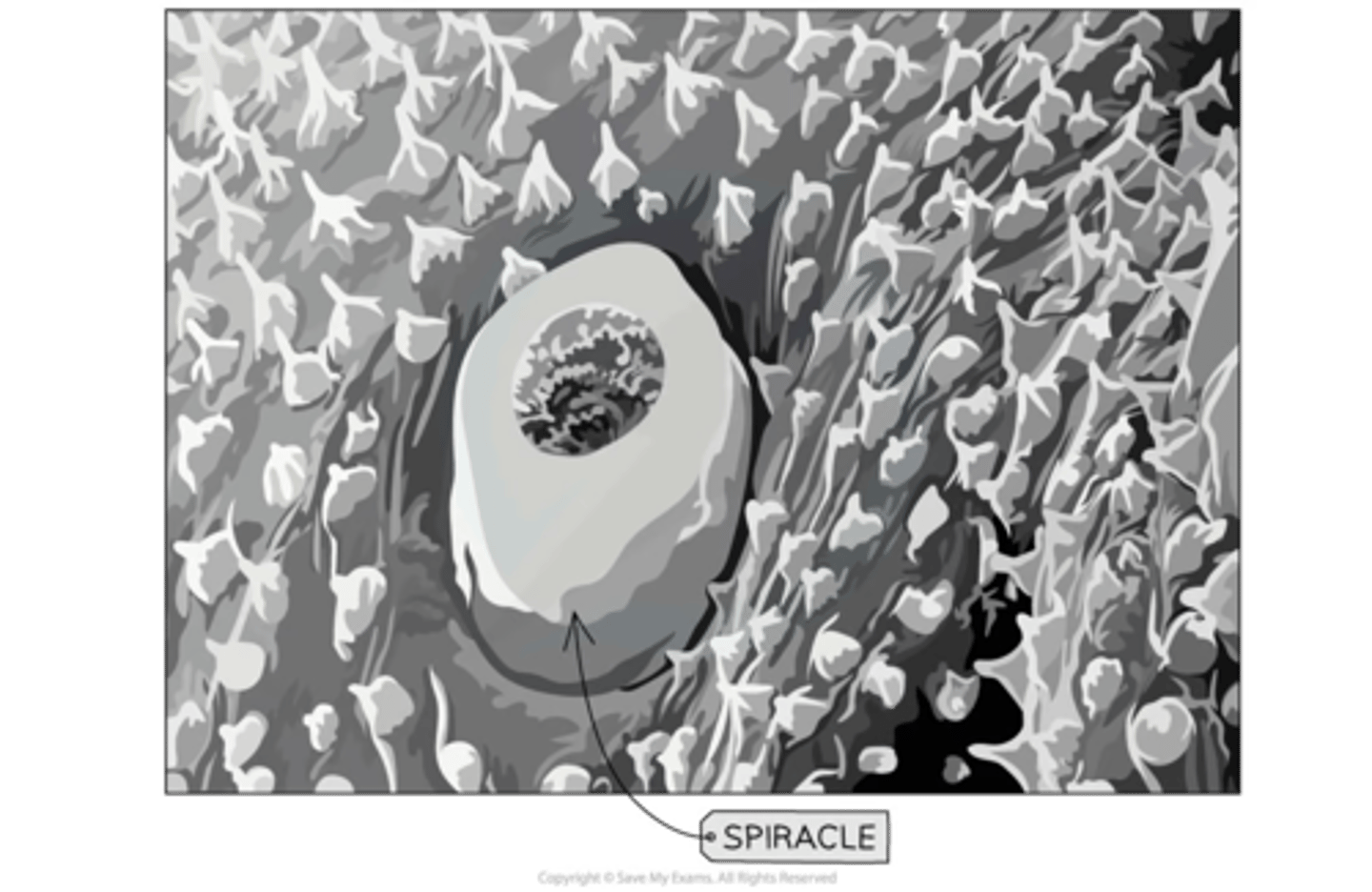<p>-electron microscopes = clear images of spiracle structure found on surface of insects</p>