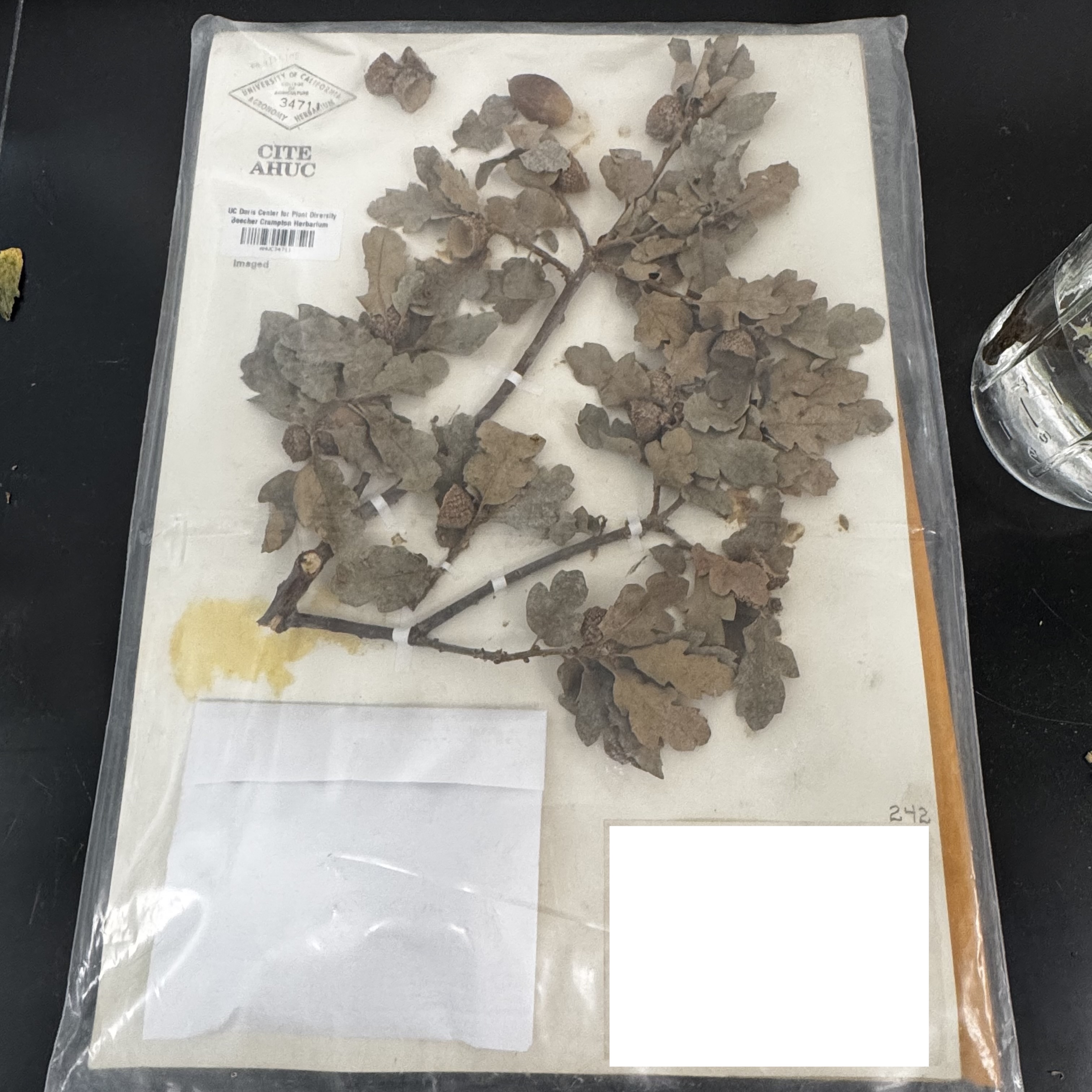 <p>What order, family, and genus?</p>