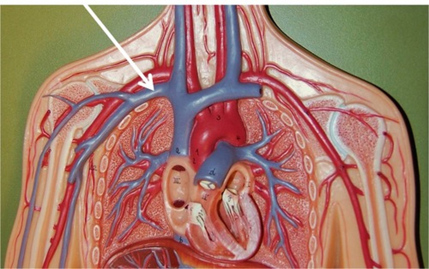 <p>forms from the axillary vein passes through the body wall from axillary region</p>