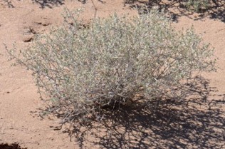 <ul><li><p>short and gray</p></li><li><p>densely branched with small, lobed leaves</p></li><li><p>fruit is small and spiny</p></li></ul><p></p>