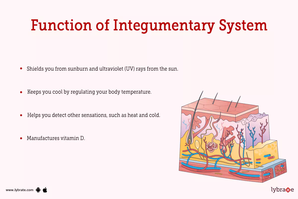 <ol><li><p>Protects the body from external agents </p></li><li><p>Responds to touch and sensation </p></li><li><p>Regulates body temperature → sweating </p></li><li><p>Absorbs substances → skincare </p></li><li><p>Eliminates waste → sweating is a form of detox </p></li><li><p>Produces vitamin D upon UV exposure </p></li></ol><p></p>
