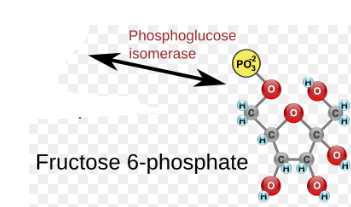 <p>Phosphoglucose isomerase, Fructose-6-phosphate </p>