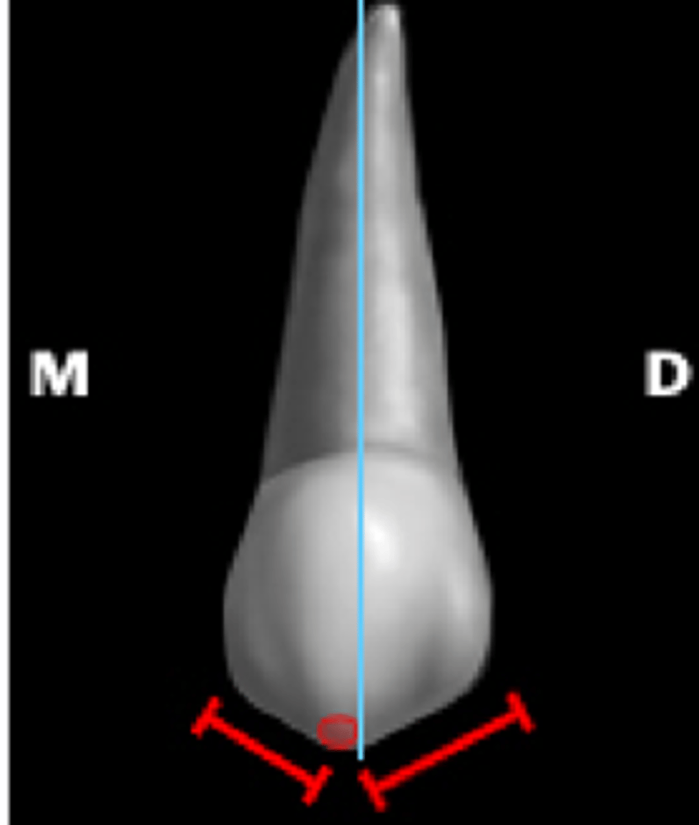 <p>Mesial cusp = shorter (mesial = mini)</p><p>Distal cusp = longer</p>