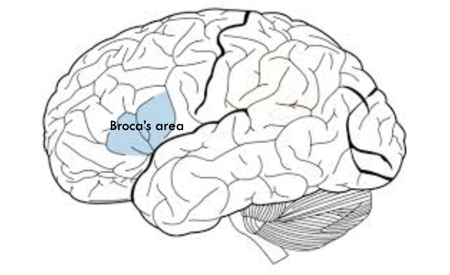 <p>posterior portion of the left frontal lobe</p>