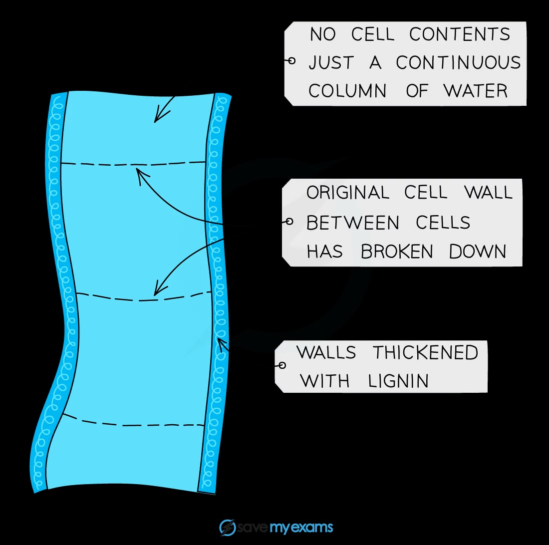 <p>Thick walls with lignin, no cell contents, and cells joined end to end with no cross walls to form a continuous tube</p>