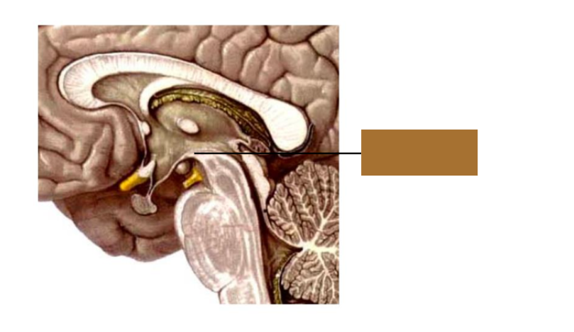 <p>WHAT IS THIS PART OF THE DIENCEPHALON?</p>