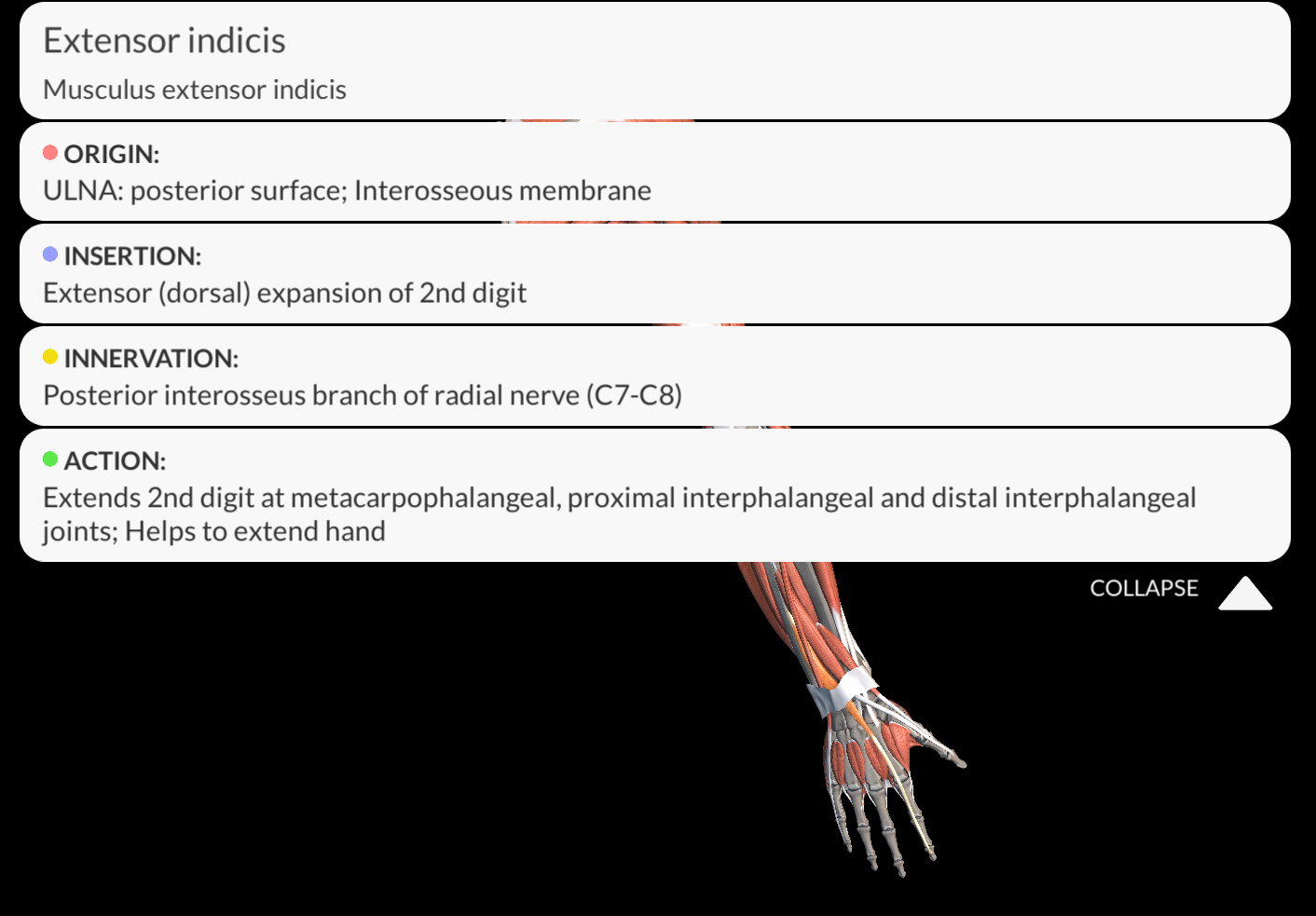 <p><strong><u>Origin</u></strong>: Posterior surface of the ulna and adjacent interosseous membrane.</p><p><strong><u>Insertion</u></strong>: Dorsal aponeurosis of the index finger</p><p><strong><u>Innervation</u></strong>: Posterior Interosseous nerve </p><p><strong><u>NOTE</u></strong>: <span style="color: red"><strong>The posterior interosseous nerve is a continuation of the deep branch of the radial nerve</strong></span>)</p><p><strong><u>Function</u></strong>: Extends the index finger</p>