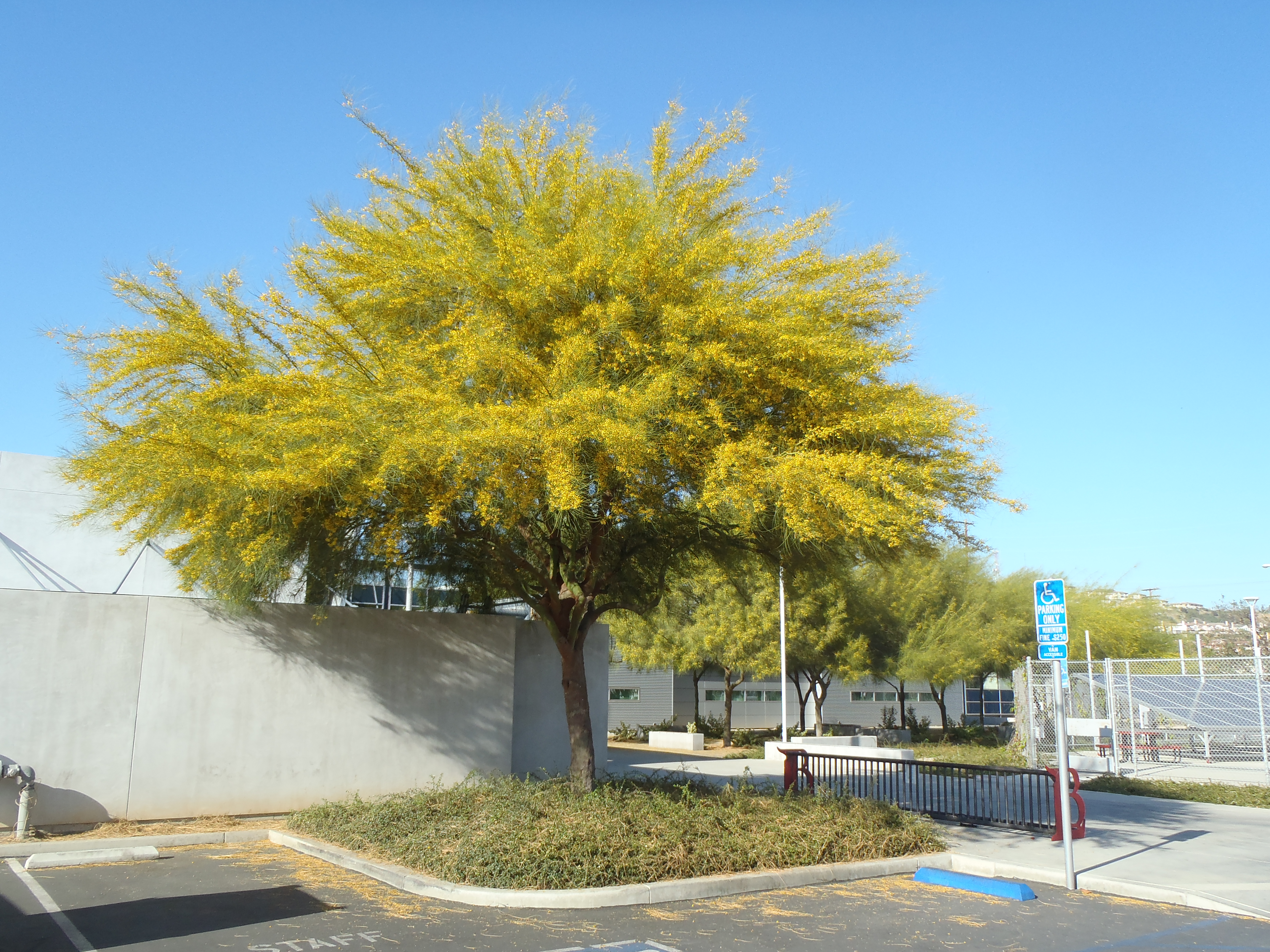<p>Parkinsonia aculeata - Jerusalem Thorn</p>