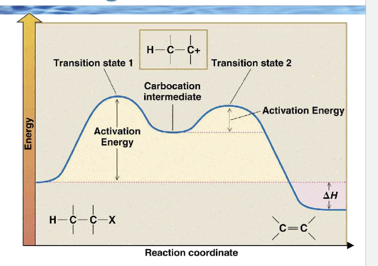 <p>Because the first step is slow, which species controls the rate?</p><p></p>