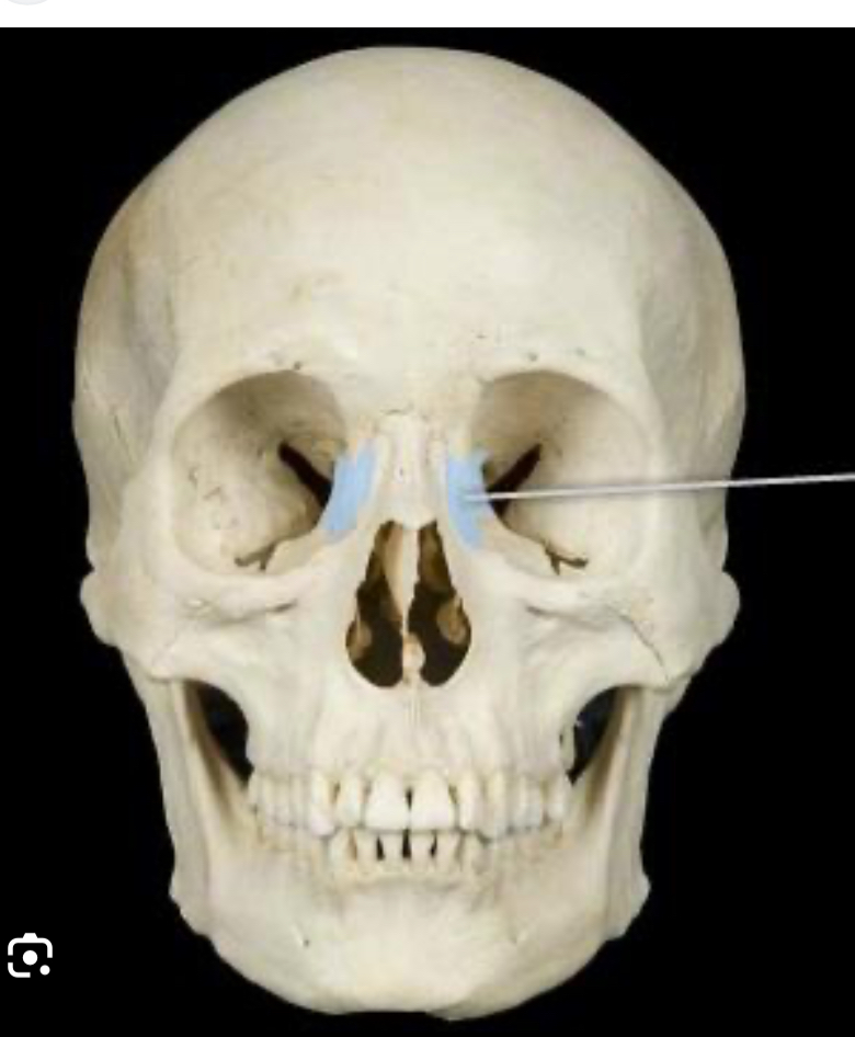 <p>Lacrimal bone</p>
