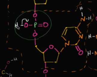 <p>Well, it’s because of the phosphate groups that are each in a nucleotide. In each phosphate group, there’s bonded 4 oxygen, which are VERY electronegative. <br><br>When it’s in a solution, those oxygen want to gain all of those electrons, making it LOSE a proton (an H) to become acidic. <br><br>Edit this card to view an image! In an original setting, there’s an H (without a solution!)</p>