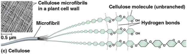 <p>polysaccharide that is a major component of cell walls</p><p>B glucosidic linkages alternating directions of OH- enzymes that hydrolyze alpha linkages can’t hydrolyze beta linkages </p><p>straight and unbranched </p><p>ex) microbes, herbivores </p><p></p>