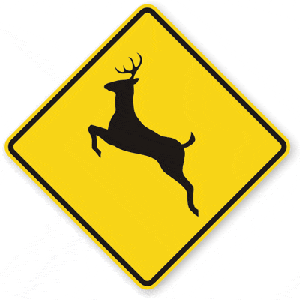 <p>deer crossing</p>