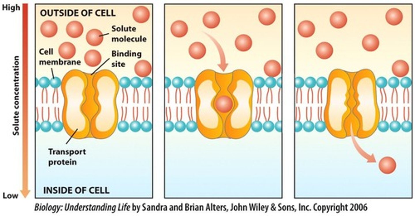 <p>Passive Transport Aided by Proteins</p>
