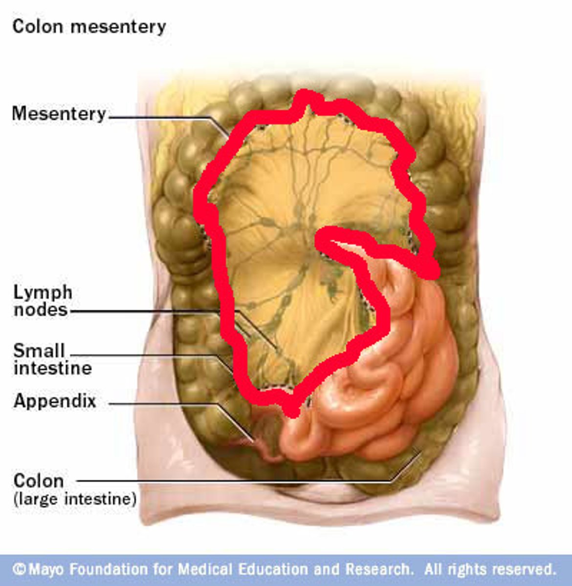 <p>Location:</p><p>Abdomen</p><p>Between posterior abdominal wall (root) and small intestine (jejunum and ileum)</p><p>Description:</p><p>Double layer of peritoneum</p><p>Function:</p><p>Support for ---------</p><p>Contains blood, nerve, and lymphatic supply for -----------</p>
