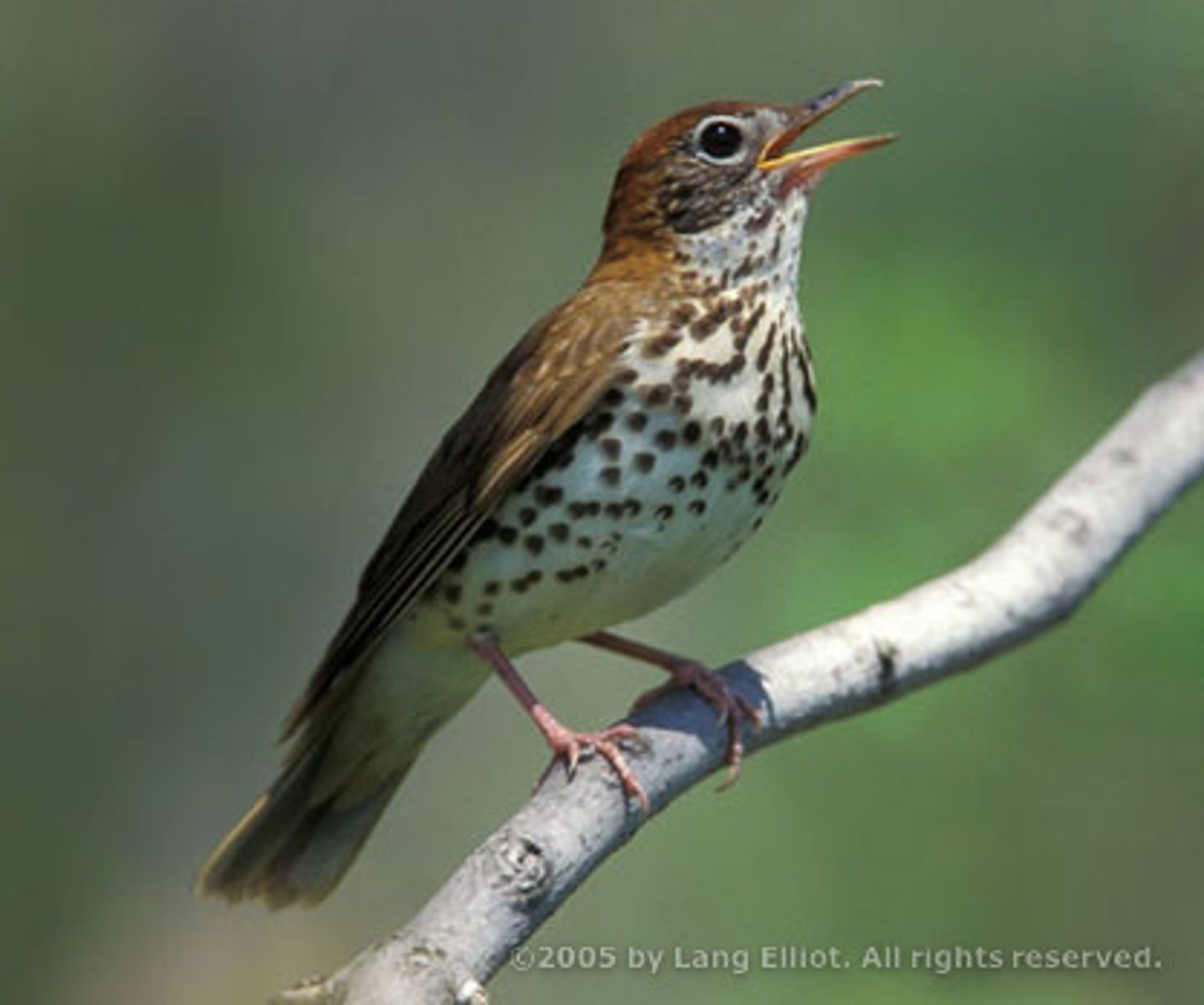 <p>Passeriformes</p><p>bold black spots below, white eye ring, brown above</p>