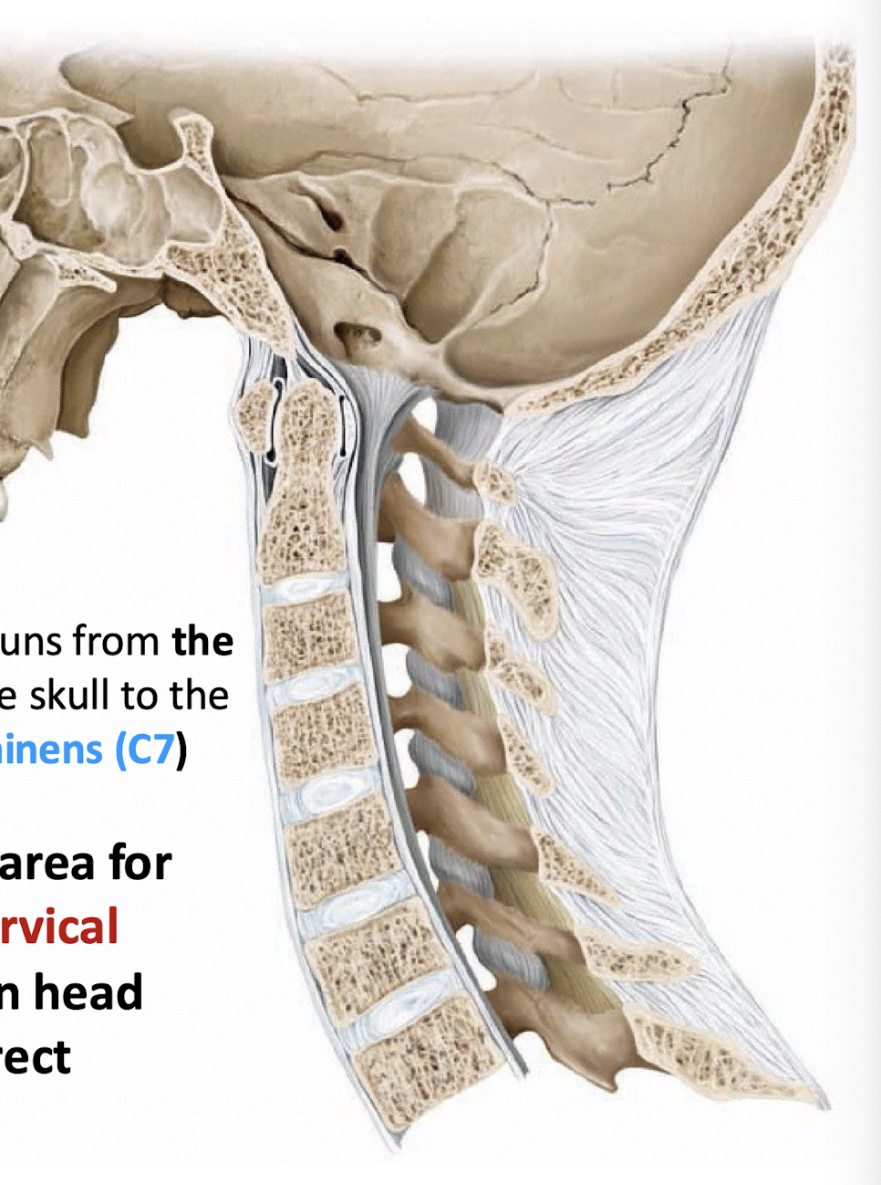 <p>Runs from External Occipital Protuberance down to C7; provides surface for attachment of posterior cervical muscles that maintain head position</p>