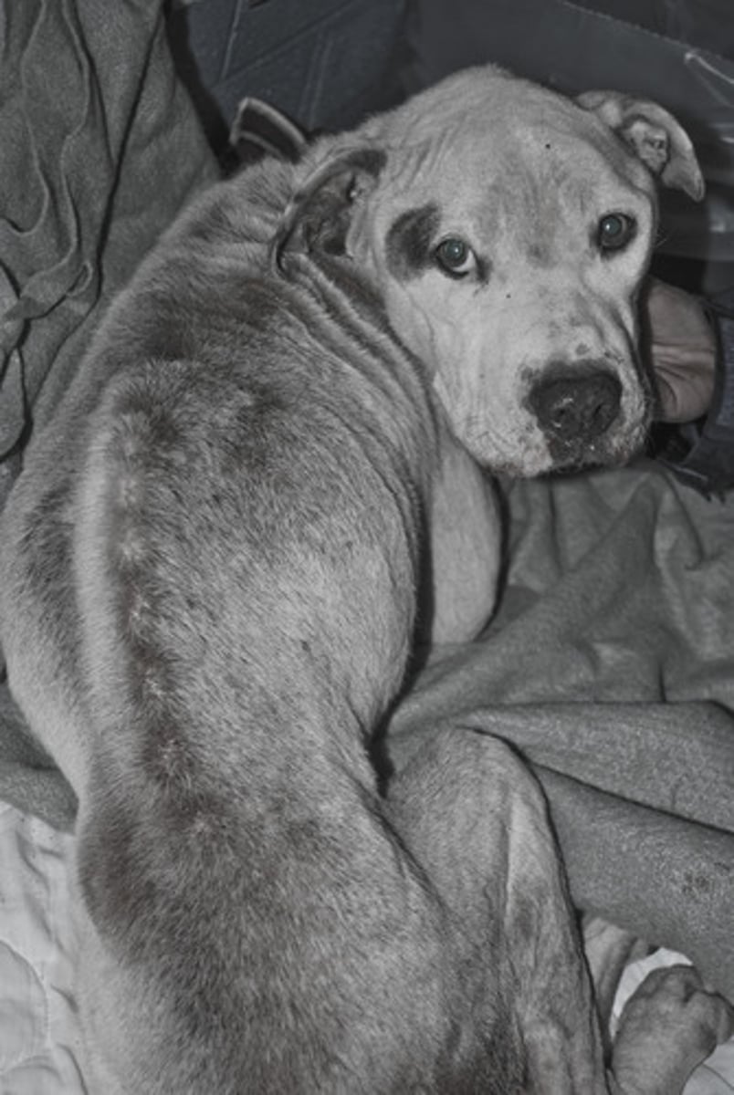 <p>vt. 虐待；滥用；粗暴对待</p>