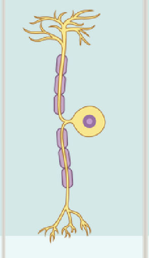 <p>Unipolar Neuron</p>
