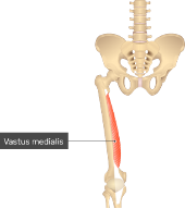 **O:** pectinal line of femur/linear aspera

**I:** tibial tuberosity via patella tendon