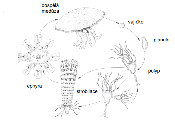 <p>1) vajíčko 2) planula 3) polyp 4) strobilace 5) ephyra 6) dospělá medúza</p>