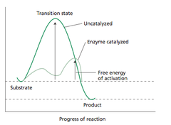 <p>Peak of the activation energy</p>