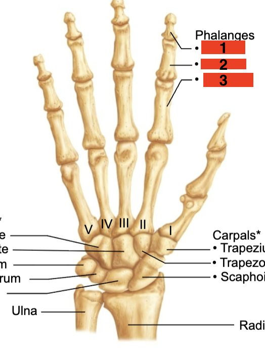 <p>Phalanges - middle </p>