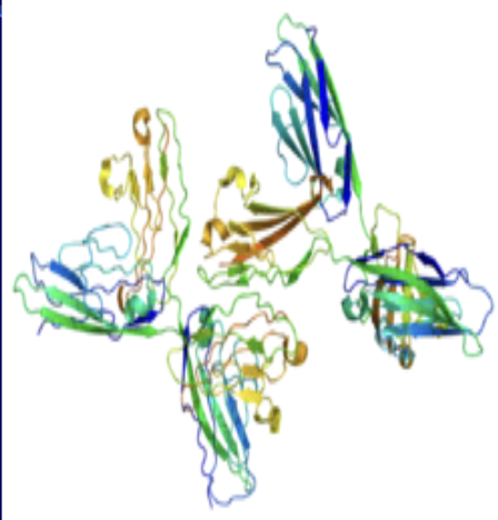 <ul><li><p><span style="color: rgb(255, 249, 249);"><span>Adhesion: They primarily function by mediating cell adhesion through homophilic interactions, which is essential for organizing cells and tissues</span></span></p></li><li><p><span style="color: rgb(255, 249, 249);"><span>Signaling: NCAM binding can activate intracellular signaling pathways, leading to changes in gene expression and influencing cell functions such as migration, proliferation, and differentiation</span></span></p></li><li><p><span style="color: rgb(255, 249, 249);"><span>Function in the nervous system: NCAMs are critical for neural development, including the formation of the olfactory bulb and hippocampus, neurite extension, axon guidance, and the formation and maintenance<br>of synapses</span></span></p></li></ul><p></p>