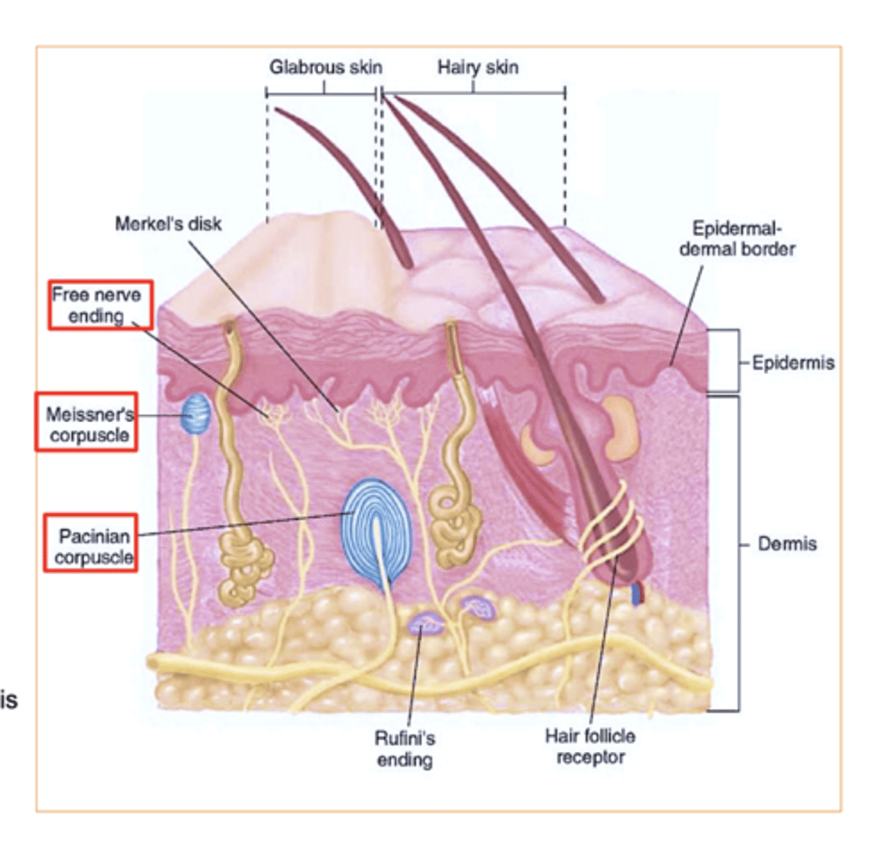 <p>1. Meissner’s corpuscles- touch receptor</p><p>2. Free nerve endings- pain, temperature</p><p>3. Pacinian corpuscles - (pressure receptors)</p><p>4. Sweat and sebaceous- (oil) glands</p><p>(Hair bulbs are located in the dermis but they originate from epidermis)</p>