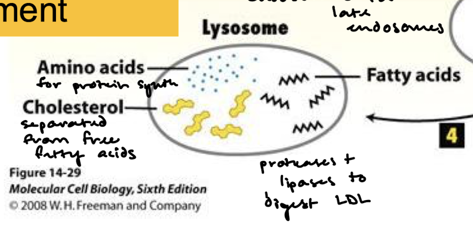 <p>To the lysosome where proteases and lipases digest LDL. Cholesterol is separated from free acids. Amino acids are also present for protein synthesis.</p>