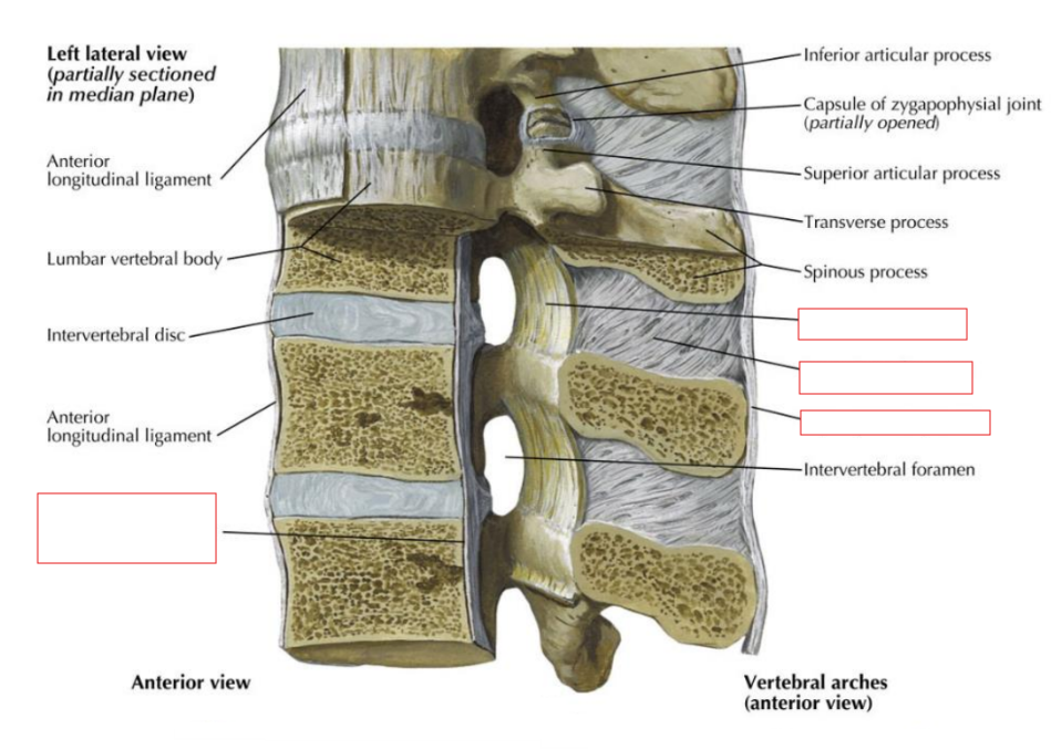 <ul><li><p>On the anterior surface of each vertebra</p></li><li><p>From occiput/C1 to sacrum</p></li><li><p>Resists extension</p></li></ul><p></p>