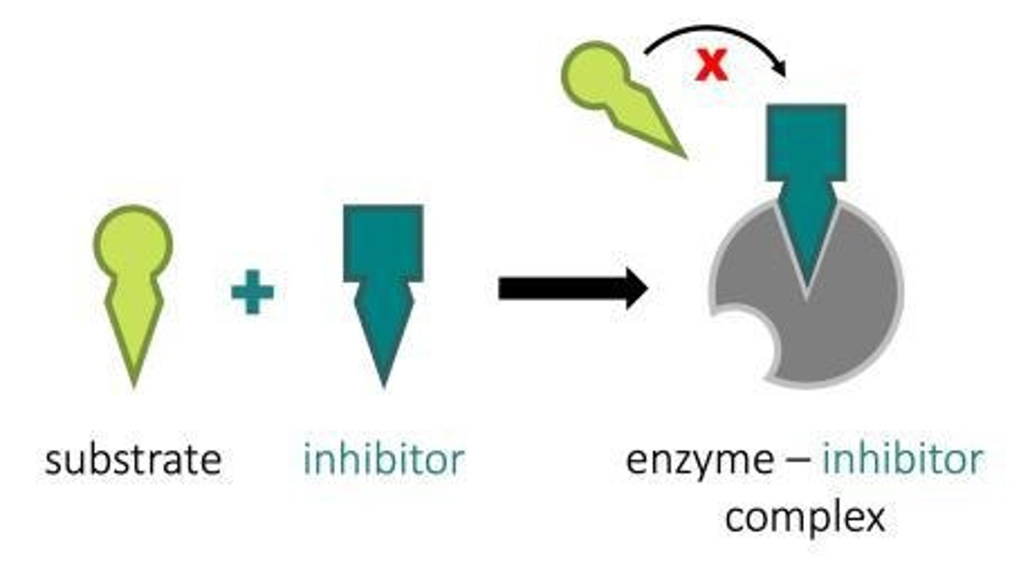 <p>bind to active site competing with substrate</p>