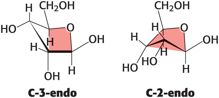 <ul><li><p>C-2-endo (C-2 is out of the plane on the same side as C-5)</p></li><li><p>C-3-Endochondral (C-3 is out of the plane on the same side as C-5)</p></li></ul><p></p>