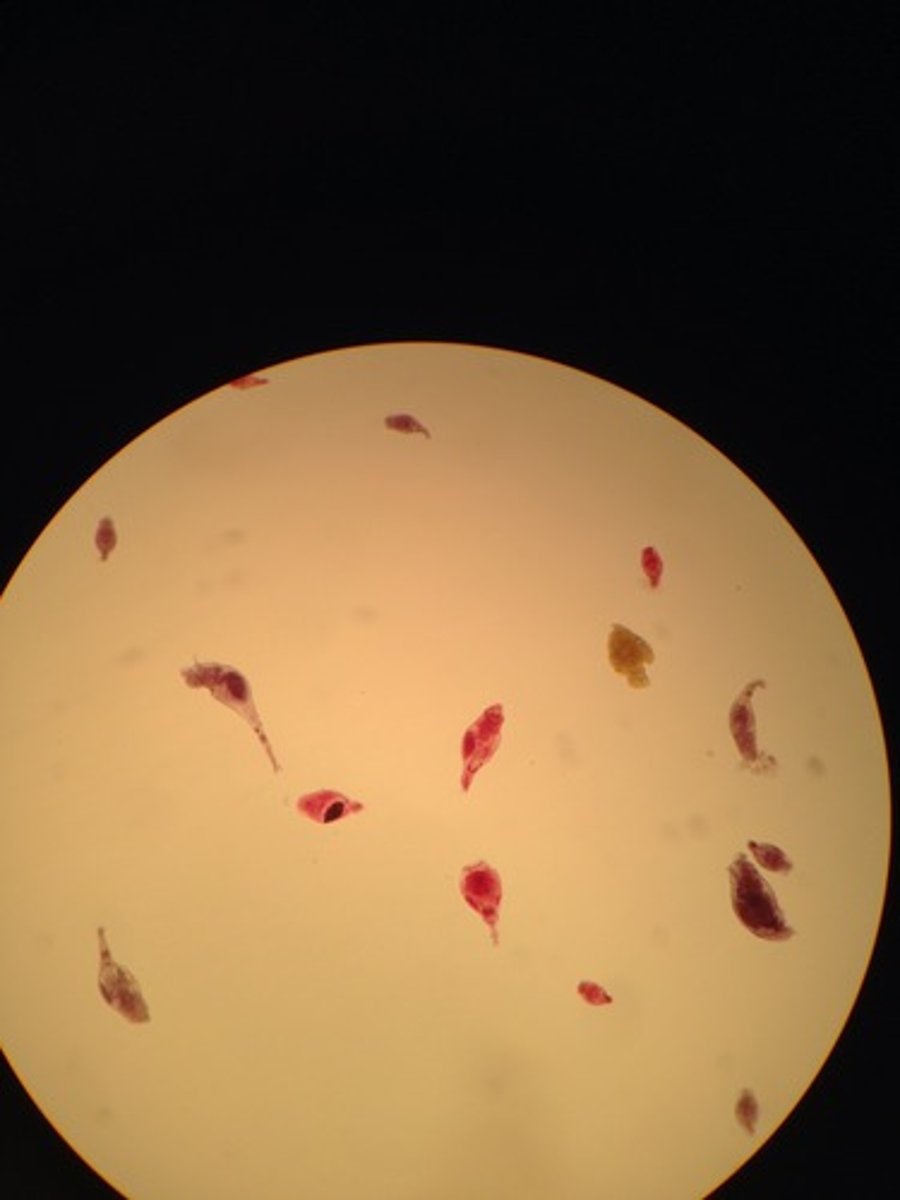 <p>What is it?</p><p>Subkingdom?</p><p>Phylum?</p>