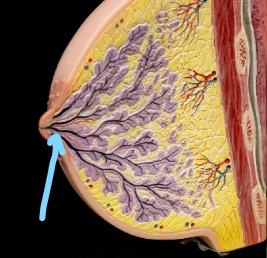 <p>Lactiferous duct</p>
