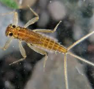 <p>what order is this bug </p>