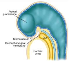 <p>future oral cavity </p><p>space betweent he cardiac bulge and the developing brain of the embryo</p>