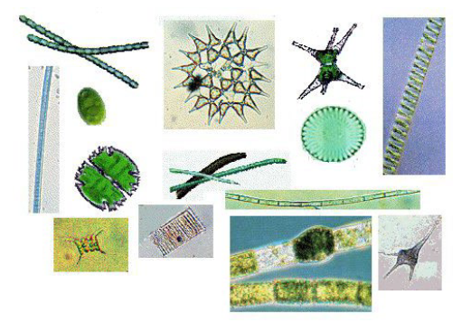 <p>phytoplankton forms</p>