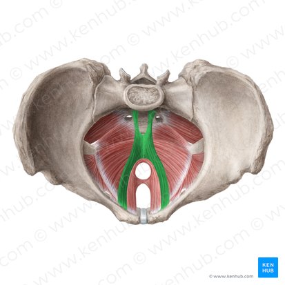 <ul><li><p>main part of levator ani</p></li><li><p>arises from the posterior aspect of body of the pubis</p></li><li><p>runs posteromedial to insert into the coccyx and anococcygeal ligament</p></li><li><p>encircles the urethra, vagina, and anus</p></li><li><p>forms the bulk of the levator ani complex (located between the puborectalis and iliococcygeus muscles within the pelvic floor)</p></li></ul><p></p>