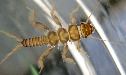 <p>REALLY beefy nymph, triangular head, little baby pincers, segmented beefy legs, look like they have three thoraxes, striped abdomen, no wings, two tails facing away from each other (like a V connected to the abdomen)</p>