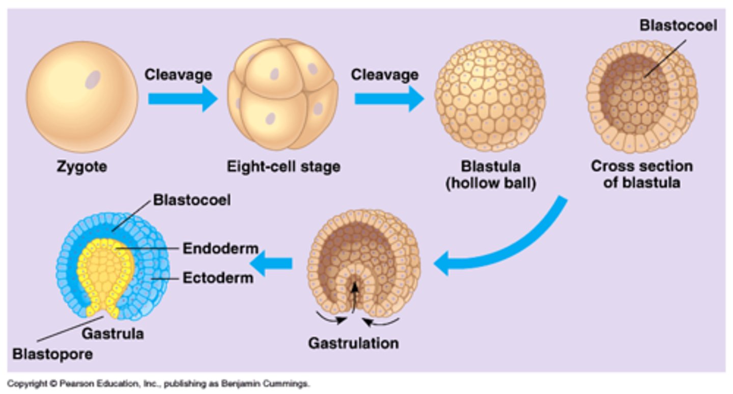 <p>A cell layer that becomes skin and nerves.</p><p>Germ layer covering the embryo's surface.</p><p>외배엽은 동물의 발생 과정에서 나타나는 세 가지 원시 배엽 중 하나로, 배아의 가장 바깥층을 이루며 주로 피부, 머리카락, 신경계 등의 조직으로 발달하는 세포층입니다.</p>