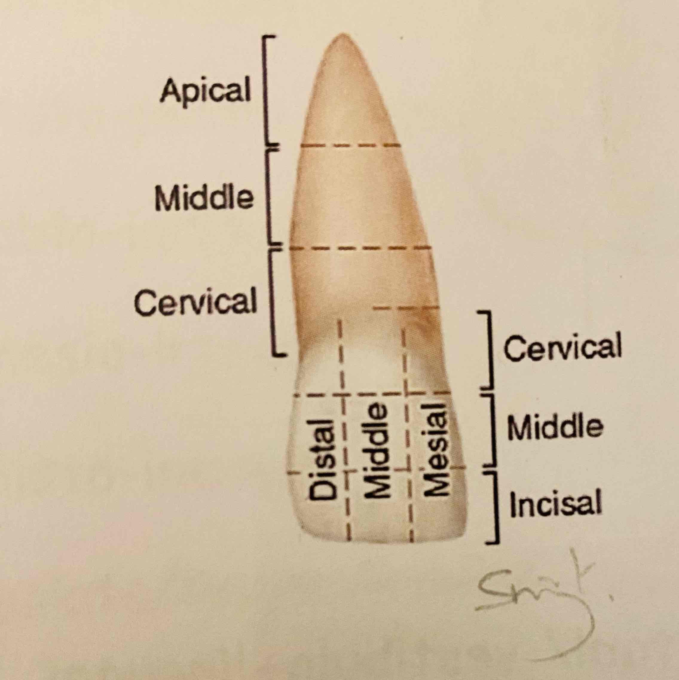 <ul><li><p>Apicaal (wortel)</p></li><li><p>Midden</p></li><li><p>Cervicaal (wortelhals)</p></li></ul>