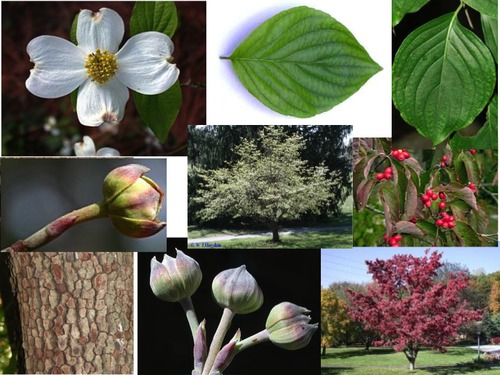 Family: Cornaceae 
Common: flowering dogwood 
Range: Native 
Habitat: Mesic sites with calcareous soils 
Bark: Bark is squarely blocky and scaly (pebbly) 
Persistence: Deciduous 
Leaves: Simple & opposite, ovate-obovate shaped, entire margins, arcuate venation 
Fruit/flower: big, white bracts. Greenish flower. Fruit is a bright red drupe. Swollen onion minarets 
Other: When leaves are torn they create silky fibrous strands, delicate leaves, new growth green
Monoecious