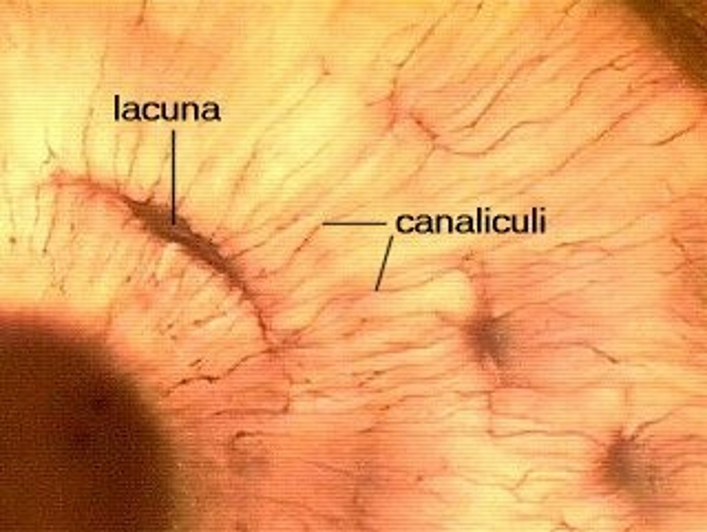 <p>hairlike canals that connect lacunae to each other and central canal</p>