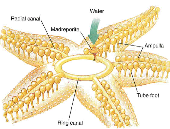 <p>Echinoderms unique water vascular system</p>